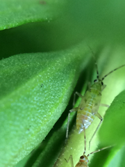 Engytatus modestus