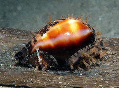 Erronea onyx