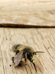 Anthophora