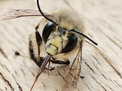 Anthophora