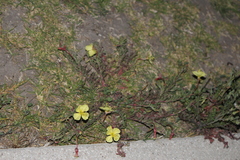Oenothera flava
