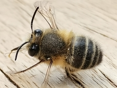 Anthophora