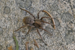 Alopecosa inquilina