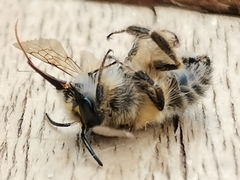 Anthophora