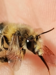 Anthophora