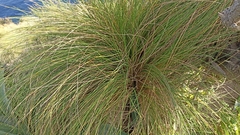 Festuca petraea