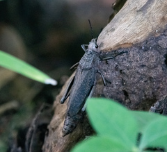 Dictyophorus griseus