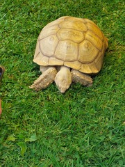 Centrochelys