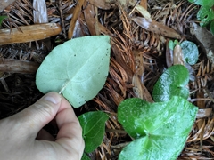 Asarum pulchellum