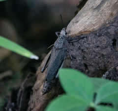 Dictyophorus griseus