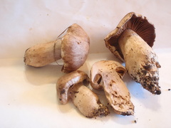 Cortinarius dionysae