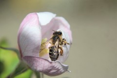 Andrena gravida
