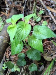 Viola acuminata