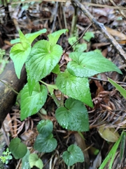 Viola acuminata