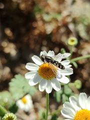 Austroscaeva melanostoma