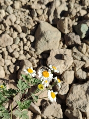 Austroscaeva melanostoma