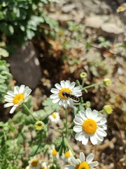 Austroscaeva melanostoma