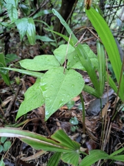 Arisaema bockii