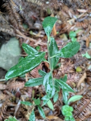 Sarcococca ruscifolia