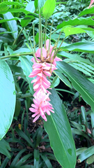 Alpinia purpurata
