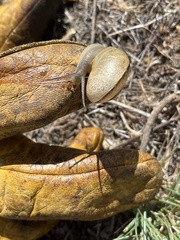 Helminthoglyptini