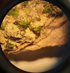 Fissidens asplenioides