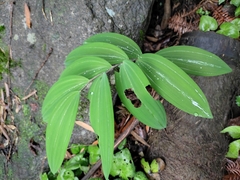Polygonatum filipes