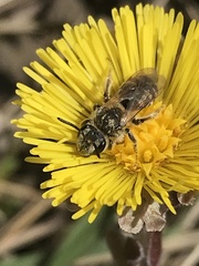 Simandrena