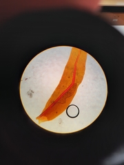 Fissidens asplenioides