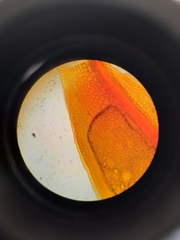 Fissidens asplenioides