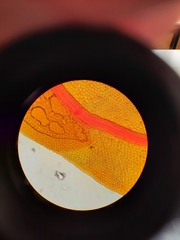 Fissidens asplenioides