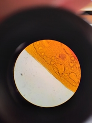 Fissidens asplenioides