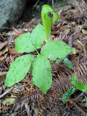 Arisaema bockii