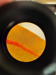 Fissidens asplenioides