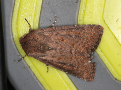 Dasygaster padockina