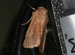 Dasygaster padockina