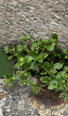 Polycarpon tetraphyllum
