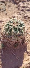 Sclerocactus wrightiae