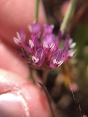 Trifolium willdenovii