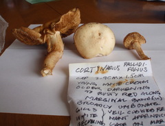 Cortinarius pallidifolius