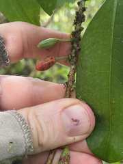 Erythroxylum gracilipes