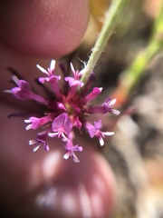 Trifolium willdenovii