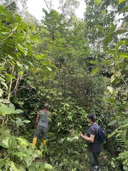 Erythroxylum gracilipes