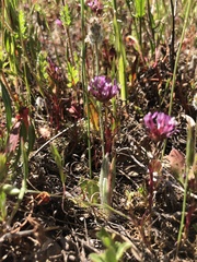 Trifolium willdenovii