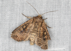 Dasygaster nephelistis