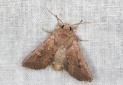 Dasygaster padockina