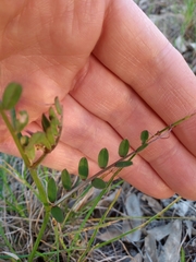 Vicia hybrida