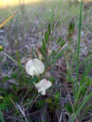 Vicia hybrida