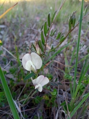 Vicia hybrida