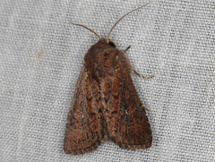 Dasygaster padockina